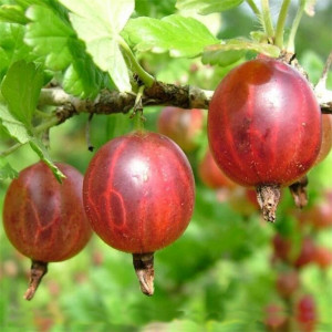 Крыжовник Ласковый Крыжовник Ласковый