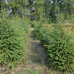 Саженцы Комплект 5шт / Ель Сибирская 40-60 см