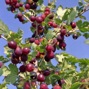 Саженцы Комплект 5шт / Крыжовник Неслуховский