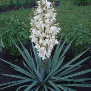 Юкка Нитчатая (Yucca filamentosa) Юкка Нитчатая (Yucca filamentosa)